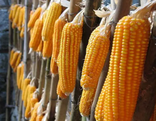 这两个月18种转基因农产品获中国进口许可